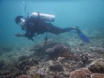 Seperti Ini Indahnya Alam Bawah Laut di Pulo Aceh