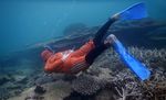 Melihat Cara Anak Pulau Nasi Mencari Gurita