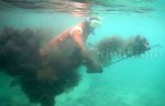 Melihat Cara Anak Pulau Nasi Mencari Gurita