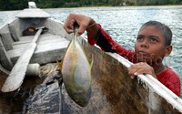 Ikan atau gurita yang tertangkap akan ditaro di perahu, dan mereka segera kembali menyelam untuk memburu ikan lainnya.