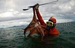 Melihat Cara Anak Pulau Nasi Mencari Gurita