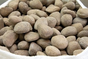 Keluak, Bumbu Masak yang Hasilkan Warna Hitam Alami