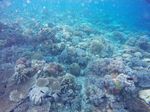 Warna-warni Cantik Bunaken