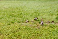 Hewan-hewan seperti bebek, angsa dan burung-burung kecil bisa dilihat di sekitar taman. Terkadang hewan tersebut tampa berjalan bergerombol (Feby/detikTravel)