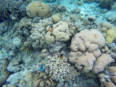 Warna-warni Cantik Bunaken