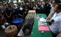 Ditreskrimsus Polda Metro Jaya melakukan upaya paksa, undercover buy, menangkap enam tersangka yang diduga memperniagakan hewan hidup yang dilindungi, kata Kabid Humas Polda Metro Jaya, Kombes Mohammad Iqbal, di Polda Metro Jaya, Rabu (18/11/2015).