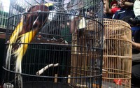 Sementara, hewan yang disita terdiri dari seekor bayi Macan Dahan, seekor bayi Beruang Madu, 2 ekor bayi Owa Sumatera dan 4 ekor Burung Cenderawasih. Polisi juga menyita 1 unit mobil Honda , 1 unit motor Honda, 13 unit handphone dan uang tunai Rp 65 juta.