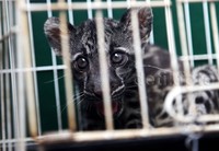 Macan Dahan dijual sindikat ini dengan harga Rp 65 juta.
