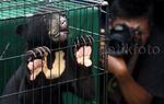 Polisi Bongkar Sindikat Perdagangan Hewan Dilindungi