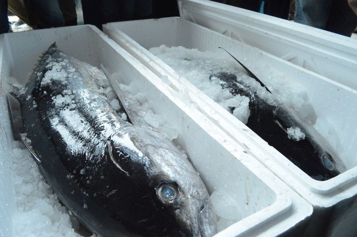 Nelayan Senang Harga Ikan Tuna Naik Terus