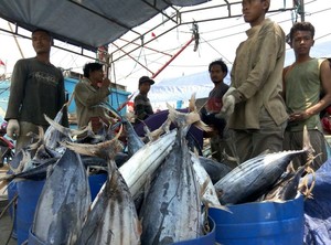 Berkah Susi, Nelayan Ini Bisa Tangkap 6-10 Ekor Tuna Sekali Melaut