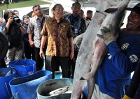 Dengan hanya sebesar Rp 16.800 perbulan, nelayan sudah terlindungi dalam program Jaminan Kecelakaan Kerja (JKK) dan Jaminan Kematian (JK). Pool/Kemenko Maritim.