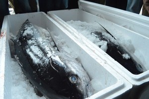 Tangkapan Ikan Nelayan di Palu Naik 2 Kali Lipat, Susi: Saya Senang Sekali