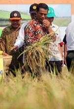 Mentan Panen Raya di Subang