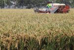 Mentan Panen Raya di Subang