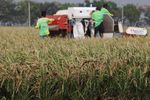 Mentan Panen Raya di Subang