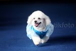 Anjing Berlenggak-lenggok Bak Model di Atas Catwalk