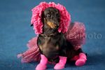 Anjing Berlenggak-lenggok Bak Model di Atas Catwalk