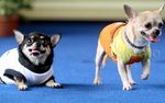 Anjing Berlenggak-lenggok Bak Model di Atas Catwalk