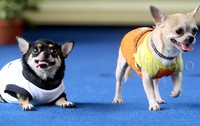 Dua ekor anjing berlenggak-lenggok di atas catwalk.