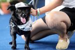 Anjing Berlenggak-lenggok Bak Model di Atas Catwalk