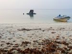 Jaam, Pulau Penjaga Hiu di Raja Ampat