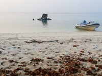 Kalau air sedang pasang naik, dari pesisir pantai pun wisatawan sudah bisa melihat bayi-bayi hiu yang berenang bebas (Kurnia/detikTravel)