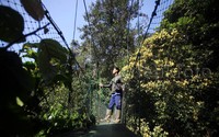 Ribuan jenis pepohonan berusia puluhan bahkan ratusan tahun serta beragam habitat spesies hewan dapat dijumpai di kawasan Taman Nasional Gunung Gede Pangrango, Bodogol, Bogor, Jawa Barat, Selasa (24/11/2015).