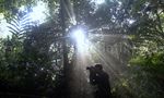 Beragam Flora di Taman Nasional Gede Pangrango