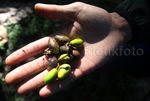 Beragam Flora di Taman Nasional Gede Pangrango