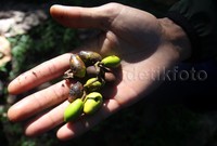 Petugas menunjukan biji Kiara yang menjadi salah satu bahan makanan Owa Jawa di sana.