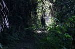 Beragam Flora di Taman Nasional Gede Pangrango