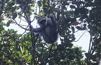 Owa Jawa (Hylobates moloch) merupakan spesies kera kecil tanpa ekor dengan rambut berwarna abu-abu dan memiliki nyanyian yang indah.
