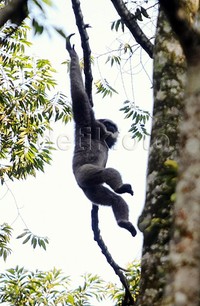 Sayangnya, Owa Jawa termasuk hewan yang mulai langka dan nyaris punah sehingga oleh IUCN Redlist dikategorikan dalam status konservasi 'endangered' (terancam punah).