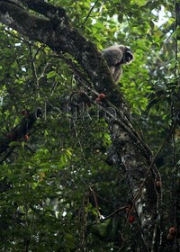 Owa Jawa yang dikenal dengan nama Uwa-uwa tersebar di propinsi Jawa Tengah dan Jawa Barat.