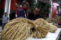 Tidak hanya beras, gabah juga dipamerkan di acara tersebut.