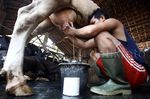 Produksi Stagnan, Impor Susu Masih Tinggi