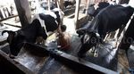 Produksi Stagnan, Impor Susu Masih Tinggi