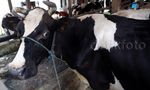 Produksi Stagnan, Impor Susu Masih Tinggi