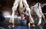 Produksi Stagnan, Impor Susu Masih Tinggi