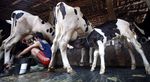 Produksi Stagnan, Impor Susu Masih Tinggi