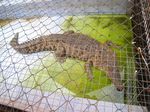 Si Gigi Tajam & Si Mata Belo di Kantor Disbudpar Belitung Timur