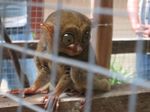 Si Gigi Tajam & Si Mata Belo di Kantor Disbudpar Belitung Timur
