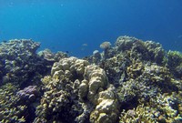 Disebut sebagai Raja Ampat dari Sulteng, Sombori juga diberkahi dengan kekayaan bahari yang indah. Berbagai terumbu karang dan ikan warna-warni akan sangat memanjakan traveler pecinta snorkeling hingga diving (Randy/detikTravel)