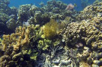 Saat detikTravel berkunjung ke Sombori pekan lalu, sempat berkunjung ke Pulau Koko setelah menempuh perjalanan sekitar 2 jam-an dari Pulau Kaleroang. Kegiatan snorkeling pun menjadi salah satu agenda yang tidak terlewatkan (Randy/detikTravel)