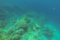 Memasuki bagian laut yang sedikit berjarak dari Pulau Koko, traveler akan disuguhi keindahan bawah laut Pulau Sombori yang cukup indah. Di kedalaman sekitar 7 meter, tampak berbagai variasi terumbu karang yang disertai dengan ikan warna-warni (Randy/detikTravel)