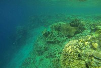 Sayang, di beberapa bagian Pulau Koko tampak terumbu karang yang mengalami pemutihan. Tapi secara keseluruhan, kondisi bawah air Sombori masih tetap menarik untuk ditelusuri (Randy/detikTravel)