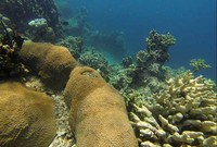 Visibilitinya boleh dibilang cukup lumayan. Tanpa perlu diving, sudah tampak terumbu karang yang disertai dengan barisan ikan (Randy/detikTravel)