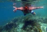 Bagi yang bisa freedive, tentunya bisa menikmati keindahan alam Sombori tanpa perlu melakukan diving. Namun perlu diiingat, belum ada tempat penyewaan alat snorkeling maupun diving di Sombori saat ini. Anda perlu untuk membawa peralataannya sendiri (Randy/detikTravel)