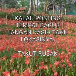 Meme Sentil Perusak Taman Bunga Gunungkidul